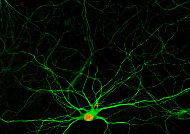 Rapprestazione grafica del neurone ottenuto modificando una cellule nervosa di tipo diverso graie  aun cocktail di farmaci (fonte: Gong Chen Lab, Penn State) © Ansa