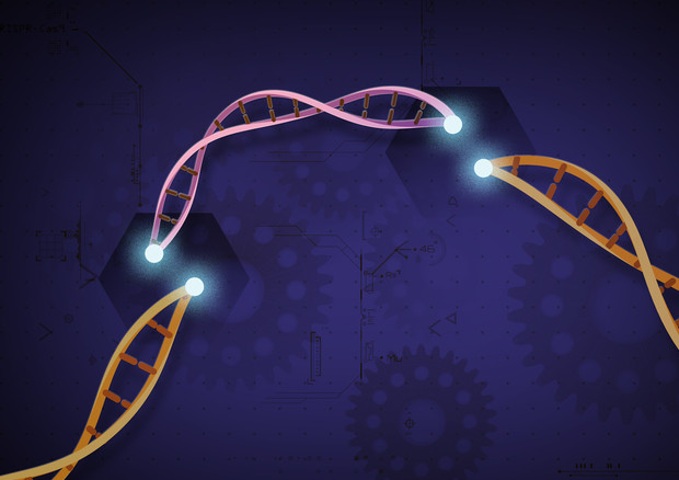Rappresentazione grafica della tecnica che taglia-incolla il Dna, la Crispr (fonte: Ernesto del Aguila III, National Human Genome Research Institute, NIH) © Ansa