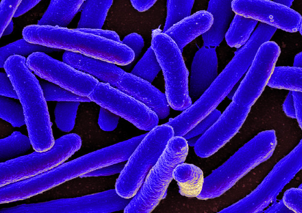 Il batterio Escherichia coli (fonte: NIAID, Flickr) © Ansa