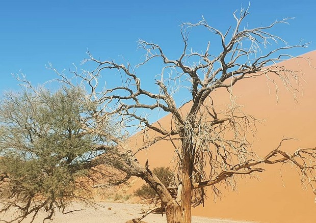 Desertificazione in Namibia (foto Sergio Borroni) © ANSA