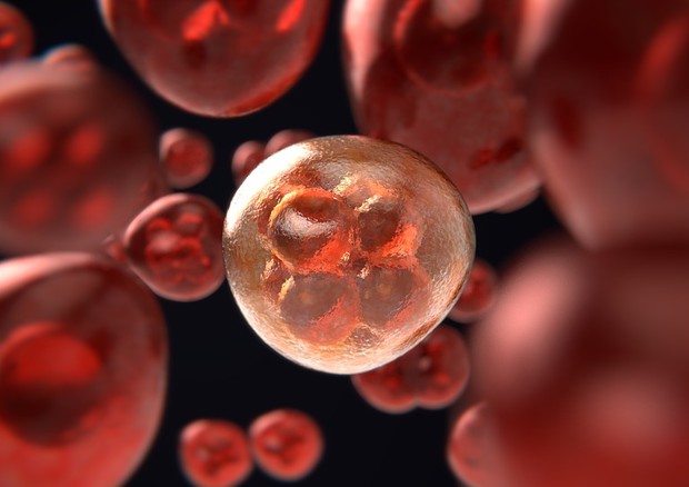 Cellule del sangue (fonte: Pixabay) © Ansa