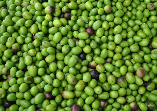 Al via la raccolta delle olive in Italia, +80% produzione (Fonte: Quirico/Wikimedia Commons) © Ansa