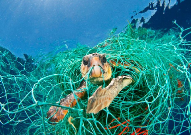 Una tartaruga intrappolata in una rete di pescatori © Ansa
