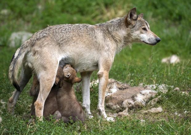 Una lupa con i cuccioli © EPA