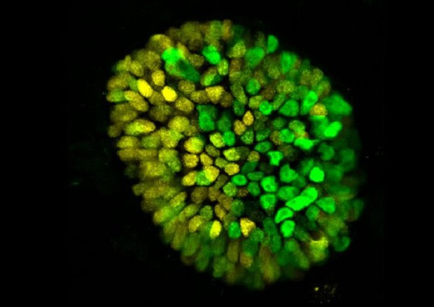 L'embrione umano ottenuto in laboratorio e fatto sviluppare fino all'età di dieci giorni (fonte: Mijo Simunovic/Rockefeller university) © Ansa