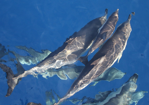Avvistato raro branco delfini nel Santuario Pelagos © ANSA