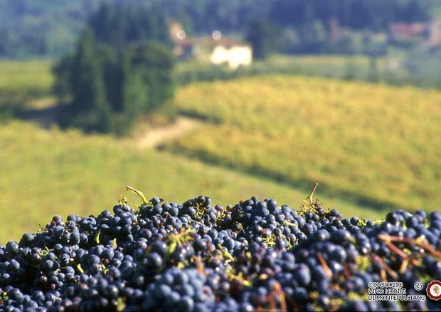 Vino: Nobile Montepulciano, obbligo 'Toscana' in etichetta © ANSA 