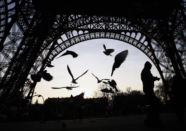 Parigi, gabbiani e piccioni sotto la Tour Eiffel © AP