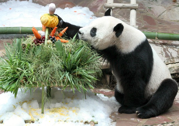 Muore Panda nello zoo in Thailandia, Cina invia esperti © EPA