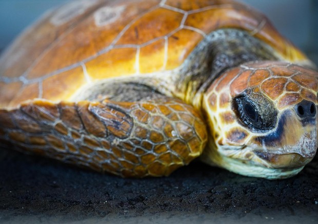 Una tartaruga marina © ANSA