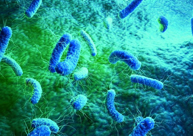Raffigurazione di batteri resistenti agli antibiotici. © ANSA