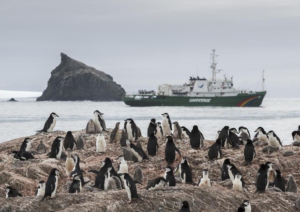 Pinguini in Antartide (foto: Greenpeace) © Ansa