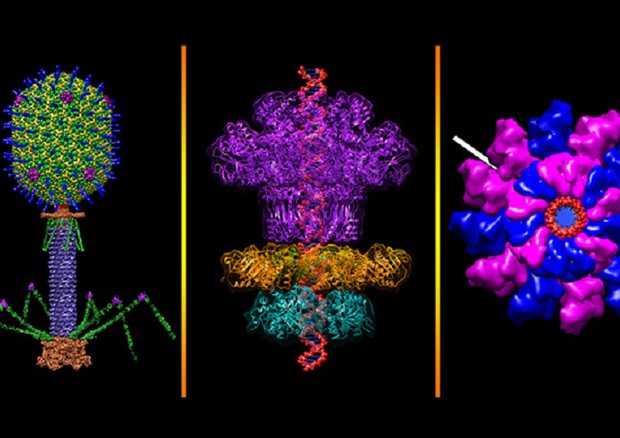 Rappresentazione gradica di batteriofagi (fonte: Victor Padilla-Sanchez, The Catholic University of America) © Ansa