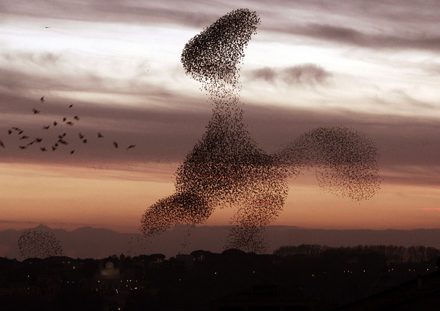 Giornata Uccelli Migratori: Costa, 35% specie è a rischio © ANSA 