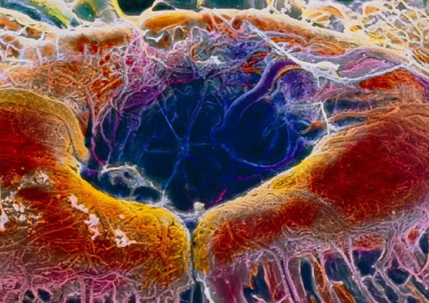 La Crispr-Cas applicata per la prima volta in vivo nelle cellule della retina (fonte: P. Motta/Università Sapienza di Roma/SPL) © Ansa