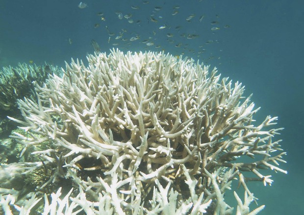 Survery show only southern third of Great Barrier Reef escaped coral bleaching © EPA
