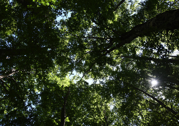 Un momento della fase di analisi dell'Inventario Nazionale delle Foreste e dei Serbatoi forestali di Carbonio realizzato dall'Arma dei Carabinieri con il supporto scientifico del CREAI © ANSA