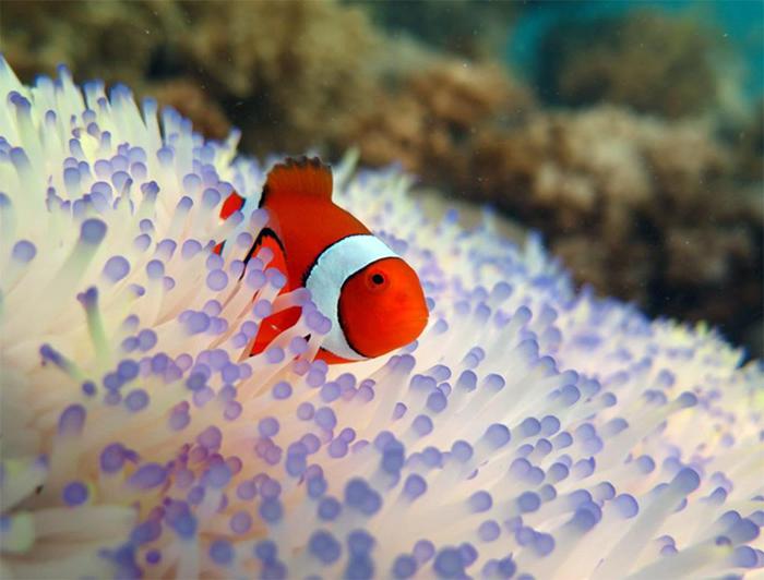'Nemo', il pesce pagliaccio è tra i pesci più minacciati dallo