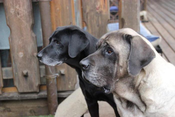 Cure e amore, nasce primo hospice per cani in lutto – ANSA.it