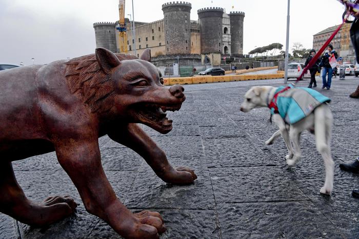 I lupi di Ruowang a Napoli, è la natura che si ribella all'uomo - ViaggiArt - Agenzia ANSA