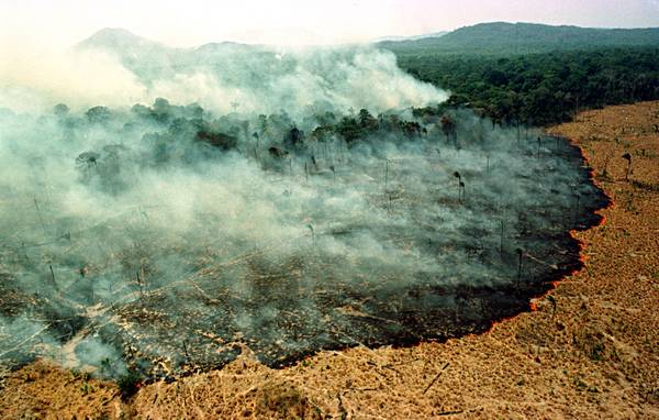 Risultati immagini per deforestazione amazzonia