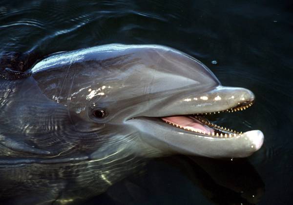 Operazione Delphis, 350 barche alla ricerca di balene e delfini