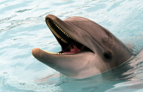 Gardaland dice addio delfini,basta spettacoli acquatici
