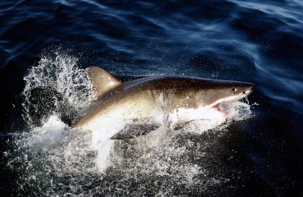 Turista italiano alle Seychelles, ho visto squalo uccidere