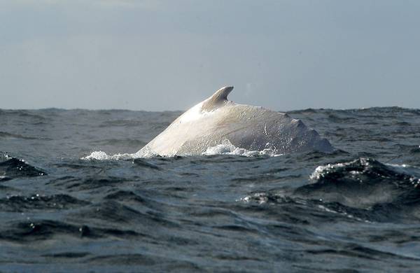 Australia, balena bianca con baby