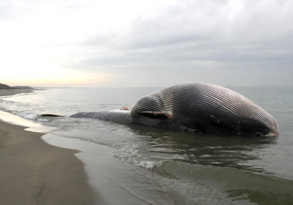 Balena si incaglia e muore a Savona