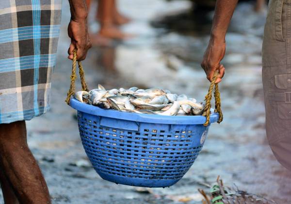 Clima: pesca settore piu' danneggiato da riscaldamento globo