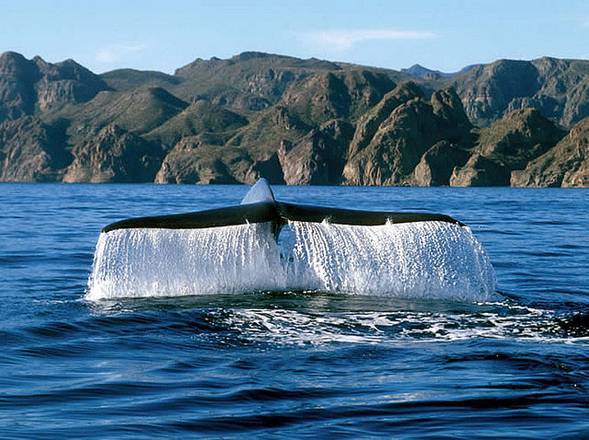 Ambiente: il rumore delle navi rende le balene 'single' (Foto Ken Bondy)
