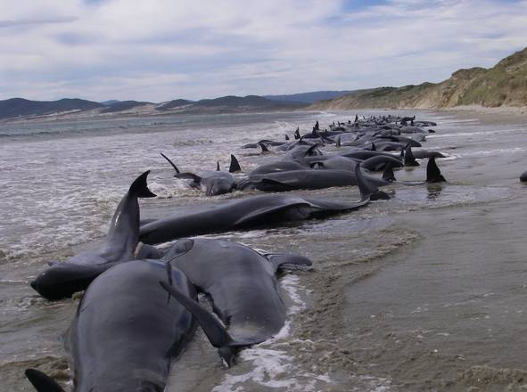 Nuova Zelanda, 107 balene arenate