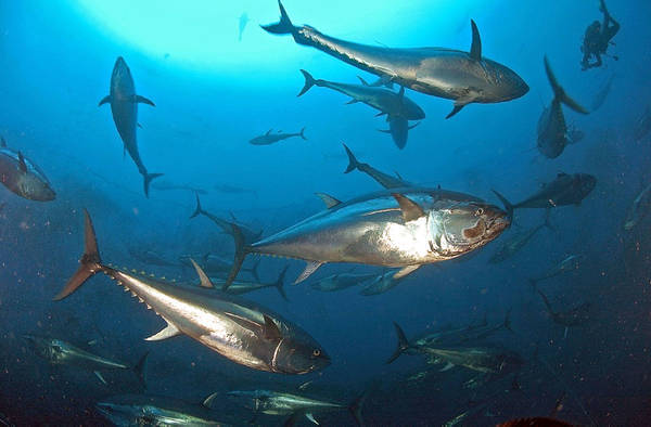 Alto Adriatico pieno di tonni e squali nell'800