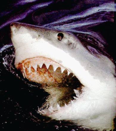 Russia: novo attacco da uno squalo, ferito ragazzo di 16 anni