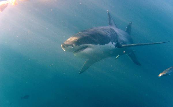Seychelles, inglese ucciso da squalo