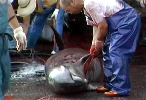 Sequestrata carne di delfini a Civitavecchia