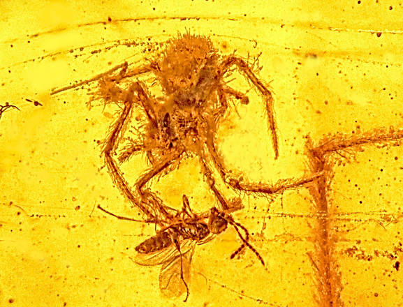 Il ragno rimasto intrappolato nellambra 100 milioni di ani fa, mentre attacca la sua preda (fonte: Universit dellOregon)