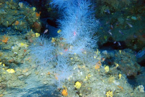 Coralli a rischio estinzione entro fine secolo