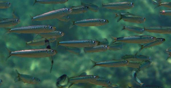 Il manto argentato delle sardine viola le leggi della fisica (fonte: Etrusko25)