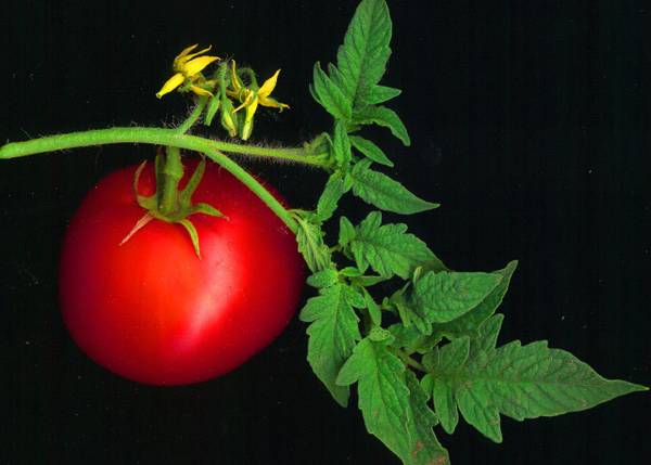 Il segreto dei pomodori più buoni è in una sequenza di Dna ballerino (Fonte: David Besa from Sonoma, USA)