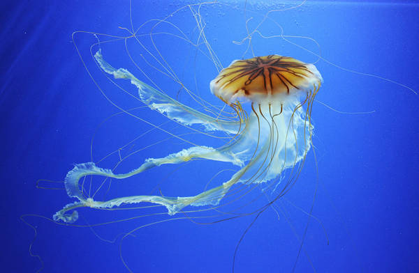 Una medusa in foto di archivio