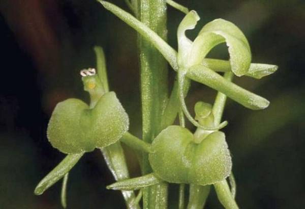 La nuova specie di orchidea Liparis loeselii subspecie nemoralis (fonte: Museo Civico di Rovereto) 