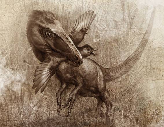 Ricostruzione artistica di un Sinocalliopteryx che cattura un Confuciusornis (fonte: Xing L, Bell PR, Persons WS IV, Ji S, Miyashita T, et al., 2012)