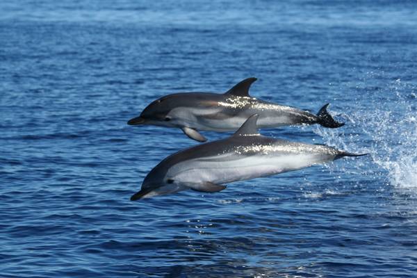 delfini nel Santuario dei Cetacei