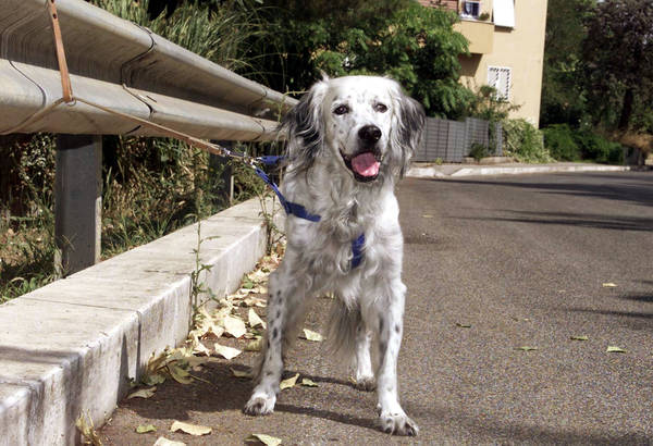 Un cane legato ad un guard rail