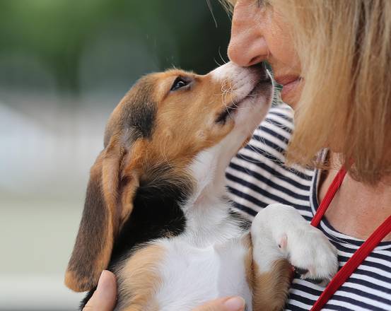Un cucciolo di beagle con la sua padrona
