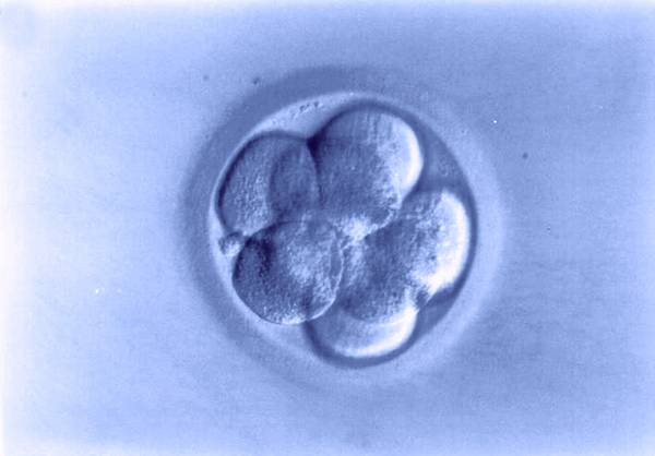 Un embrione nelle prime fasi dello sviluppo (fonte: Tecnobios Procreazione)
