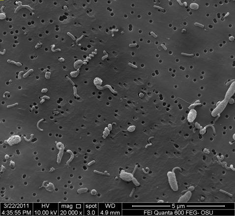 Immagine al microscopio elettronico di una comunità di microrganismi prelevati alla profondità di 250 metri nel Mar dei Sargassi (fonte: Yanlin Zhao, Oregon State University)