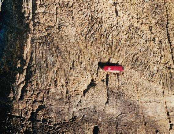 Una sezione di komatite, nella lava solidificata sul fondo di un oceano più di 2,8 miliardi di anni fa (Igor Puchtler, UMD)